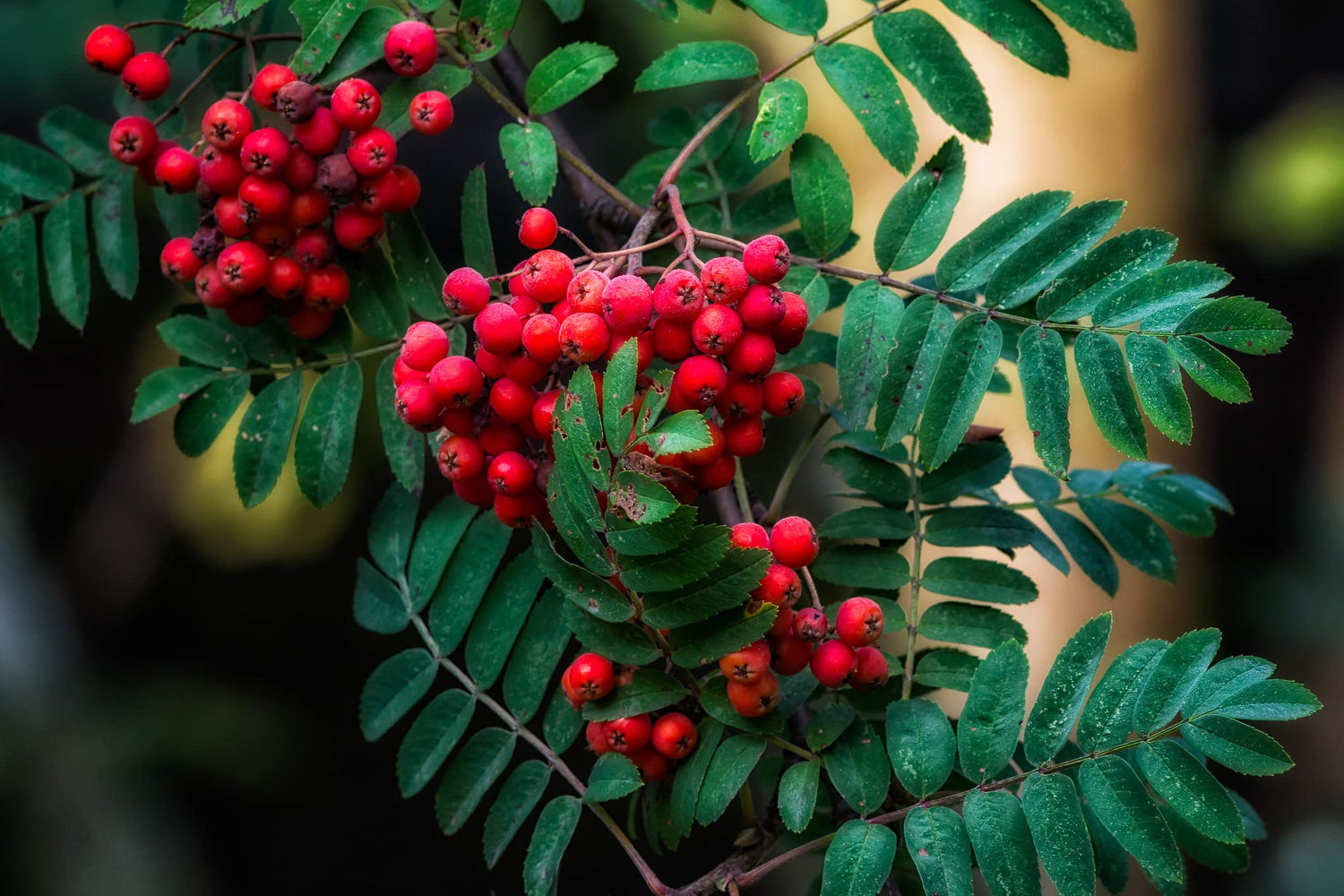 American Mountain Ash Sorbus Americana 10 Seeds