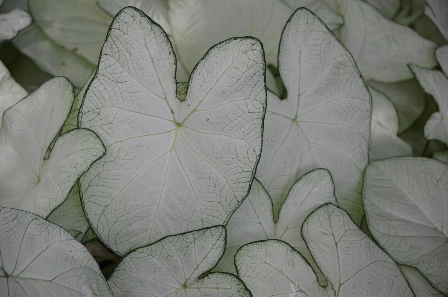 10 Aaron Caladium Bulbs for Planting - Perennial Hosta, Elephant Ears, Fancy (10 Bulbs)