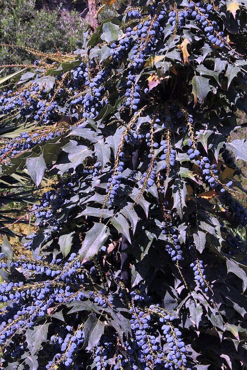 20 Oregon Grape Seeds for Planting - Stunning Ornamental Fruit Bearing Plant - Berberis bealei, Barberry, Leatherleaf mahonia