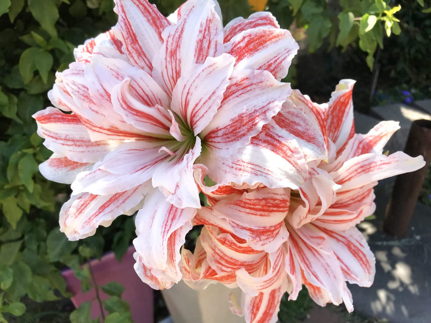 Amaryllis Bulbs for Planting - Top Size Bulbs - Grow Amazing Amaryllis Flowers