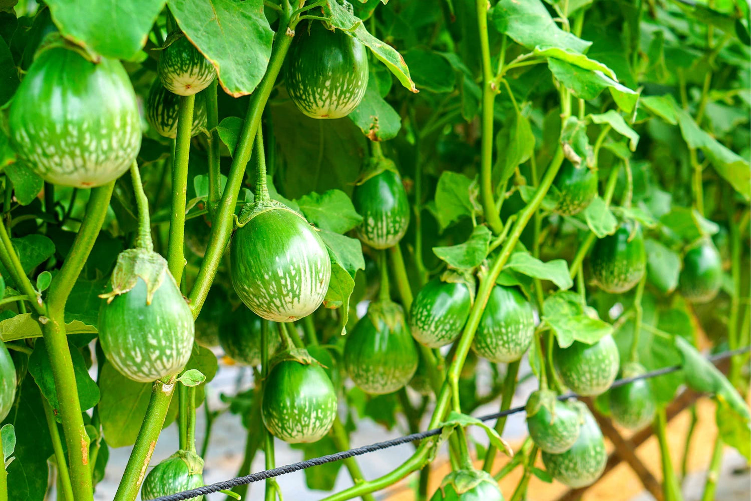 100+ Thai Eggplant Seeds for Planting - Round Eggplant is Ornamental and Tasty