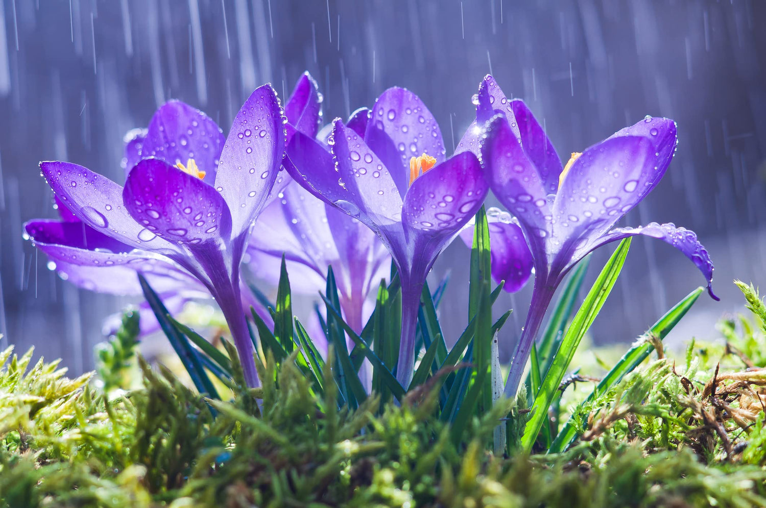 Purple Remembrance Crocus (10 Bulbs) . Made in USA, Ships from Our Iowa Nursery