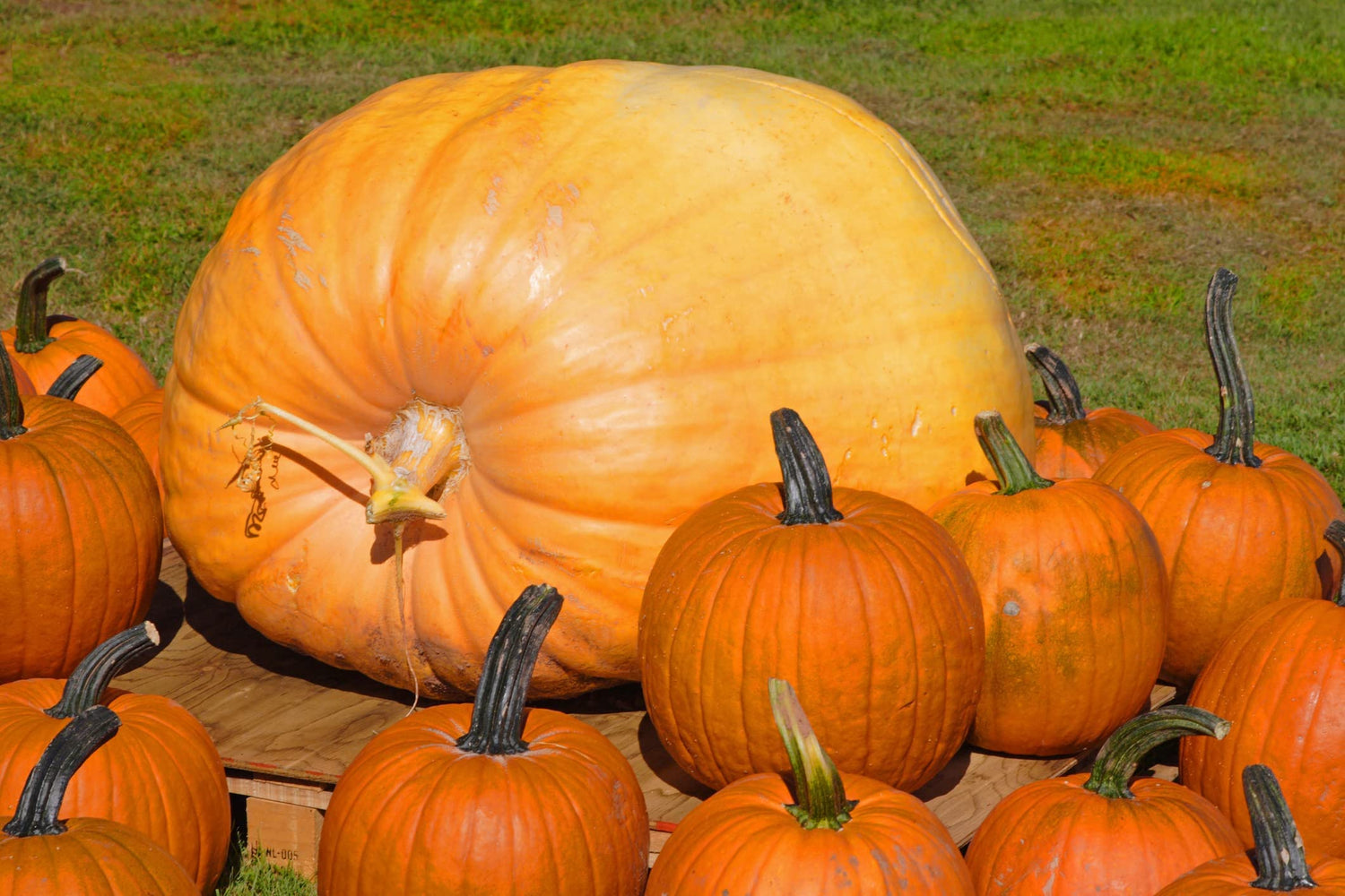 15 Colossal Pumpkin Seeds - Grow The Biggest Pumpkin on The Planet - Cinderella's Carriage Pumpkins