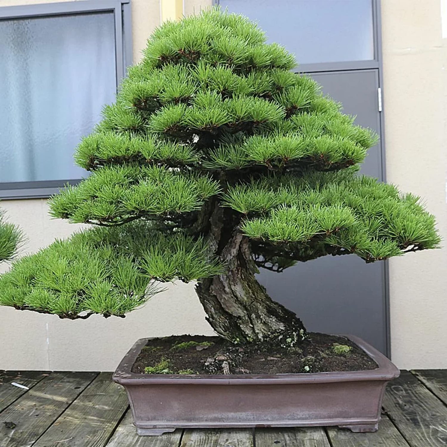180+ Bonsai Tree Seeds Japanese Pine Seeds for Planting