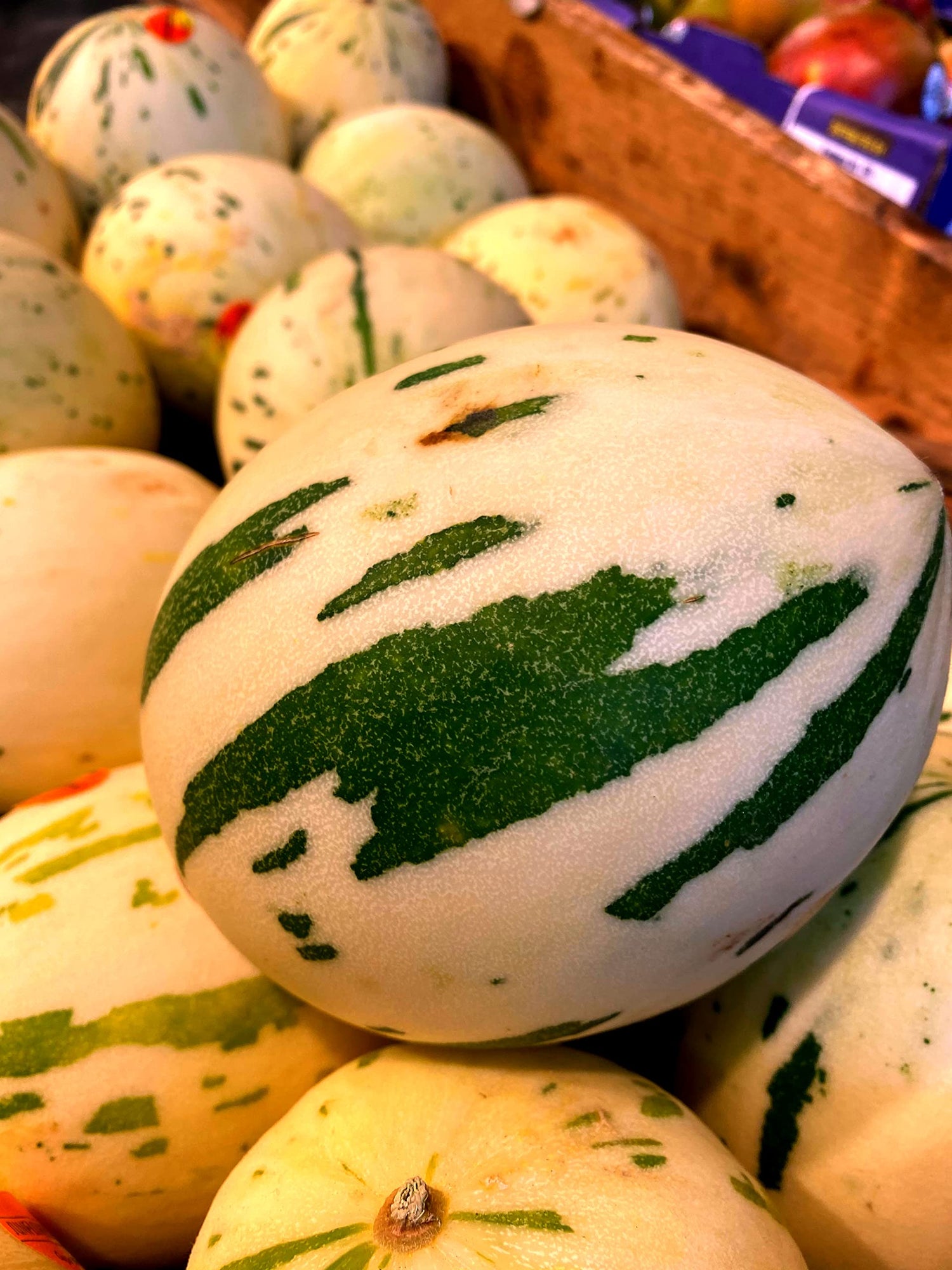 10 Snowball Melon Seeds | Hard to Find- Ships from Iowa, USA - Snow Leopard Melon Seeds