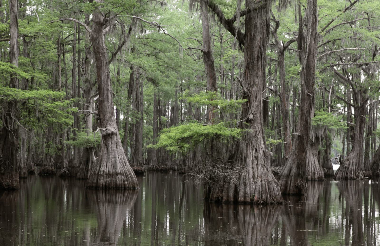 Swamp Cypress Seeds for Planting | 10 Seeds | Taxodium distichum var. imbricarium