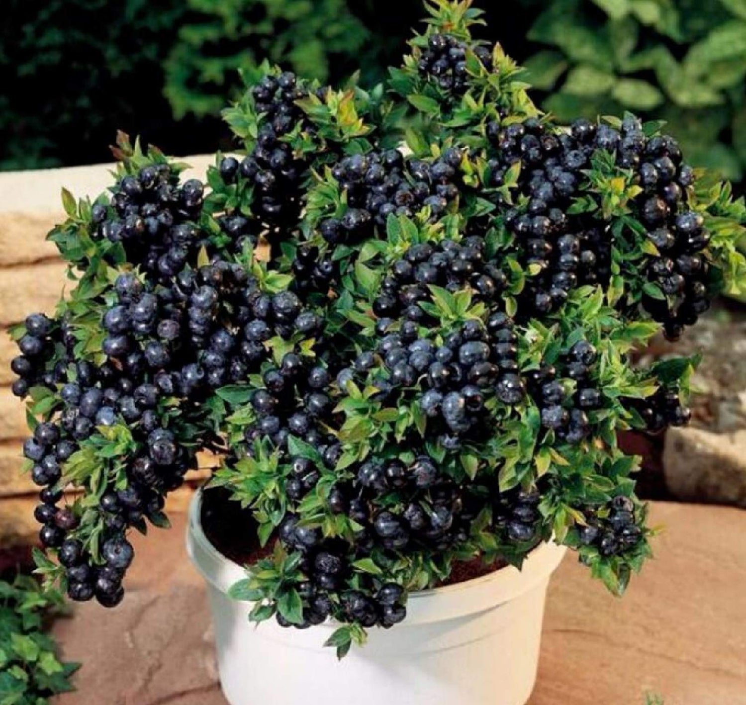 zellajake 50+Blueberries Seeds Heirloom Plants Berry Seeds Home Garden Bonsai