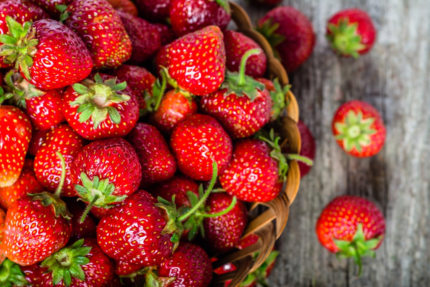 Flavorfest Strawberry Roots to Grow - Large and Delicious Red Strawberries - Healthy Rootstock
