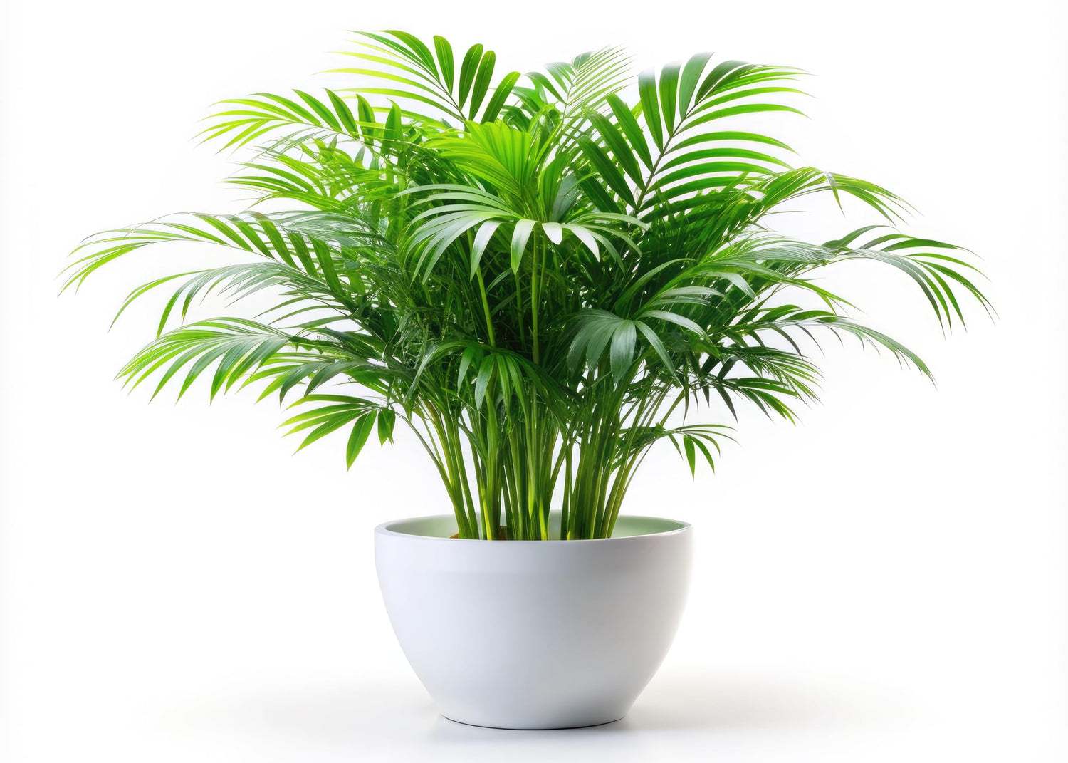 6 Parlor Palm Tree Seeds for Planting - Chamaedorea elegans