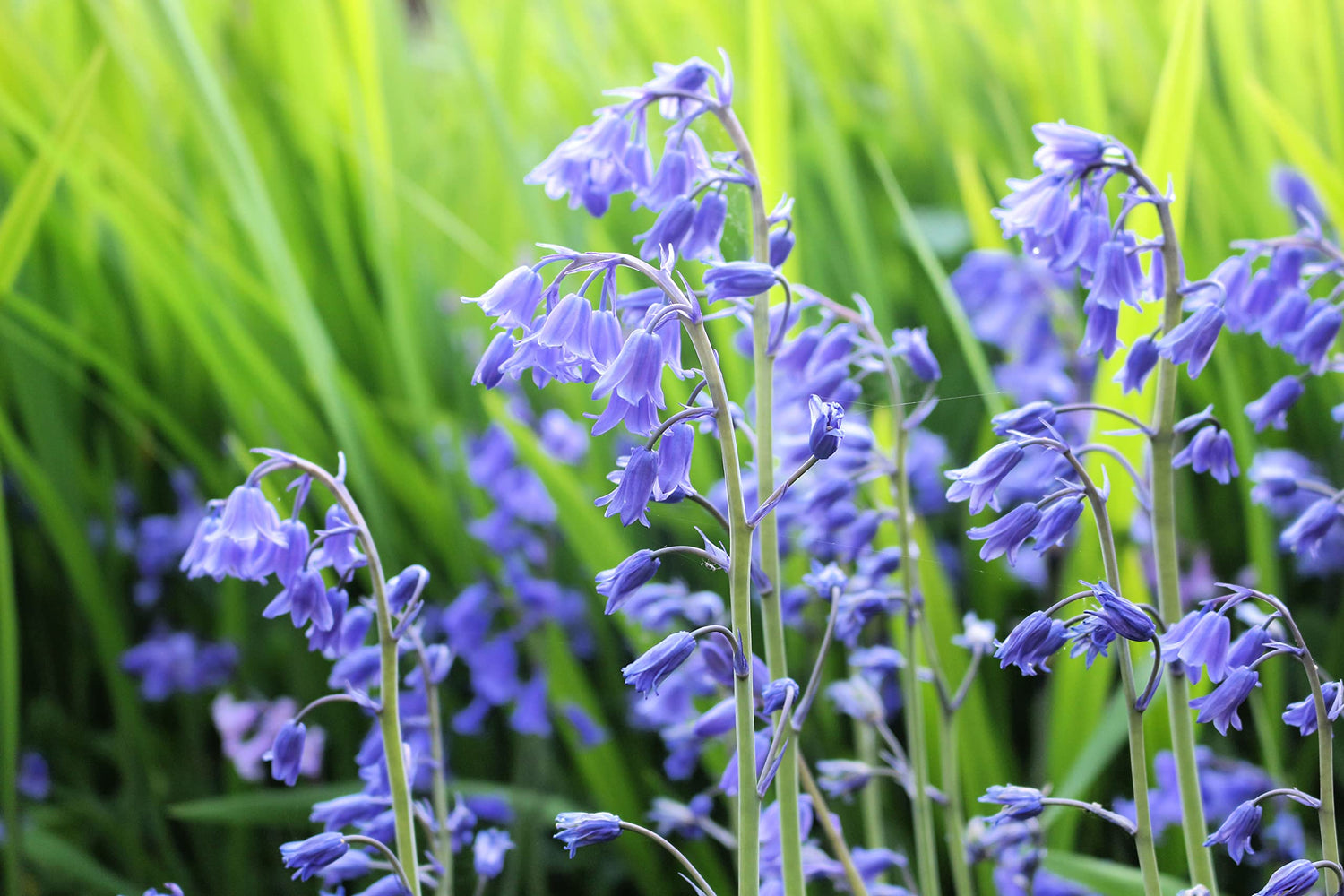 Spanish Bluebells Flower Bulbs for Planting - Weeping Bell Shaped Flowers - Great for Container or Garden