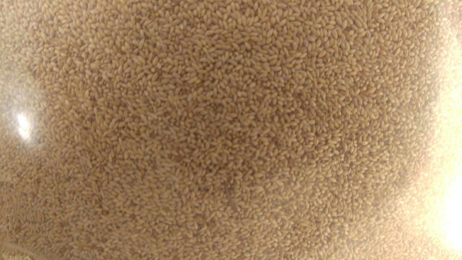 1 lb. Timothy (Climax), Deer/Wildlife Food Plot Seed, Cover Crop, Pasture Grazing, Hay Production Seed