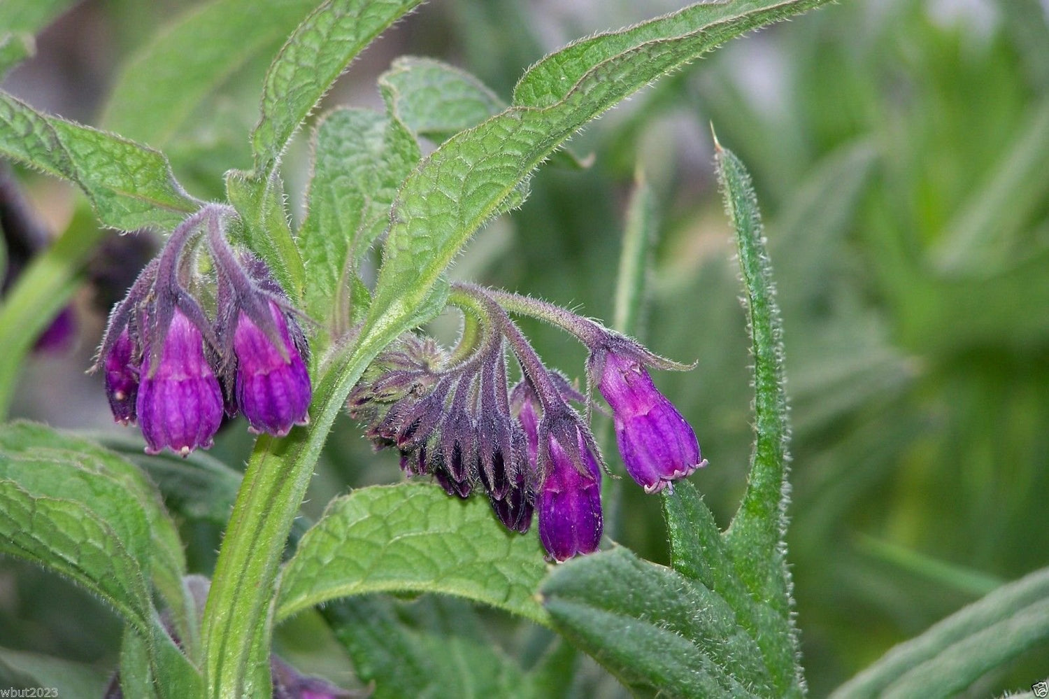 Comfrey Seed (Symphytum Officinale) Used As a Healing Herb for Centuries 10 Seeds