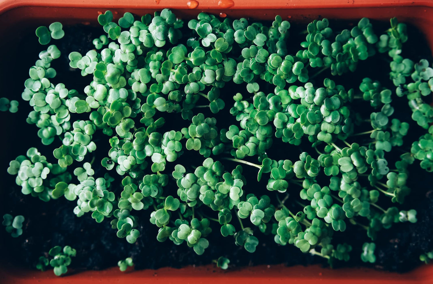Home Broccoli Microgreens Growing Kit, Grow Fresh Micro Greens Indoors Every Week, Easy Setup, Just Add Water. includes Microgreens Tray, Microgreens Seeds. 100% Guaranteed to Grow.