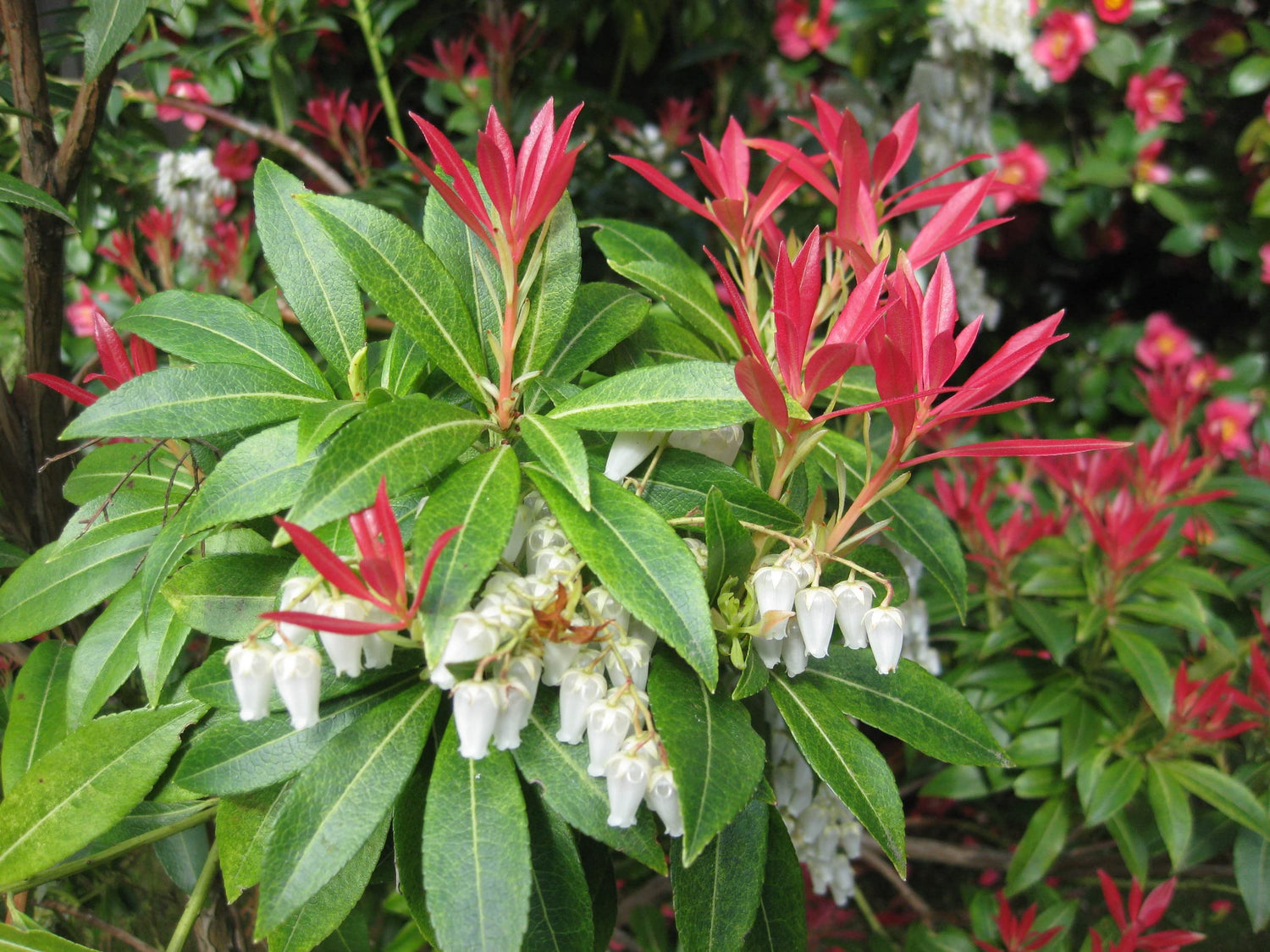 Forest Flame Shrub Seeds (30 Seeds) - Pieris japonica, Japanese Pieris, Japanese Andromeda