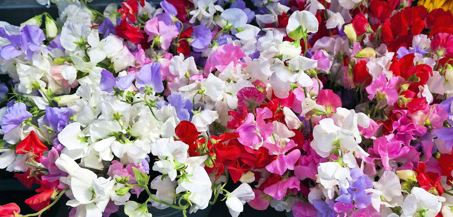Fragrant Sweet Peas 100 Seeds Royal Family (Lathyrus odoratus)