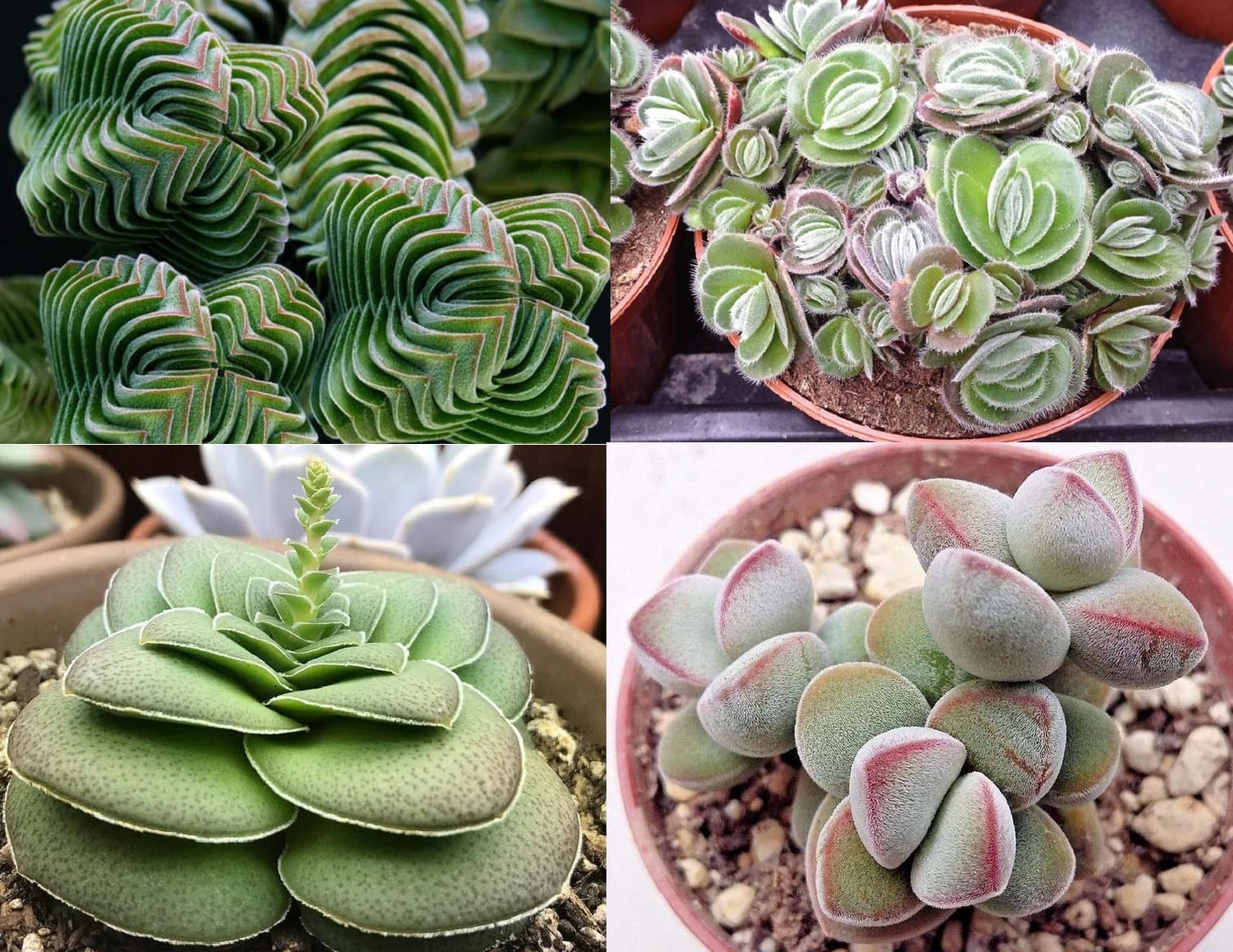 Crassula Seed Mix - 30 Seeds - Ships from Iowa, USA - Grow Exotic Succulent Cacti Bonsai