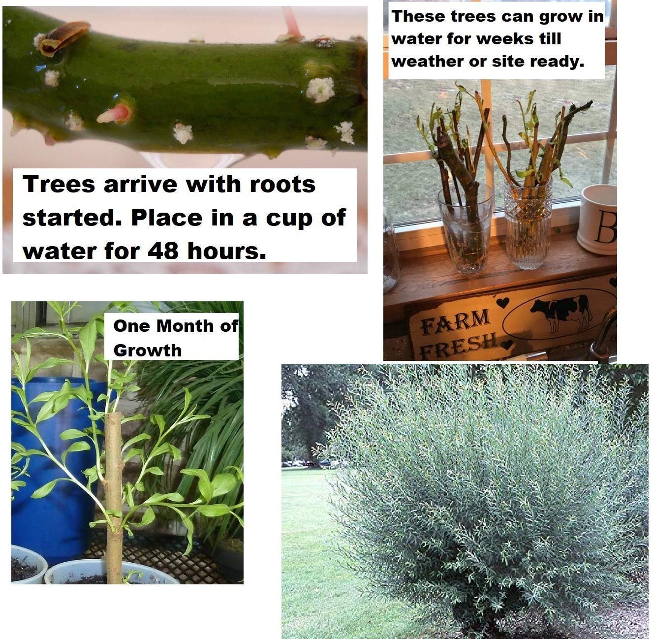 2 Basket Willow Bush Cuttings -Salix purpurea - Prized for Branches to Make Willow Baskets - A Short Thick Shrub Makes it Great for Privacy Screen - Streamco Willow Bush