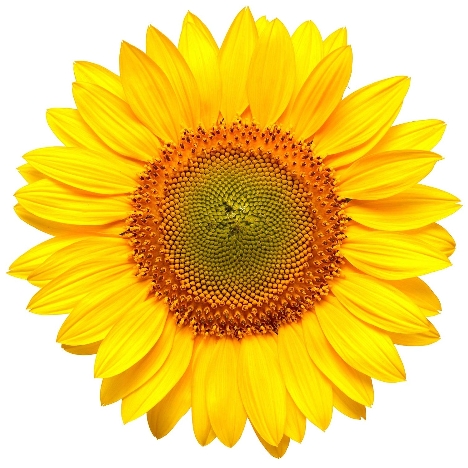 50 Grey Striped Mammoth Sunflower Seed to Plant - Huge Vibrant Flowers - Ships from USA