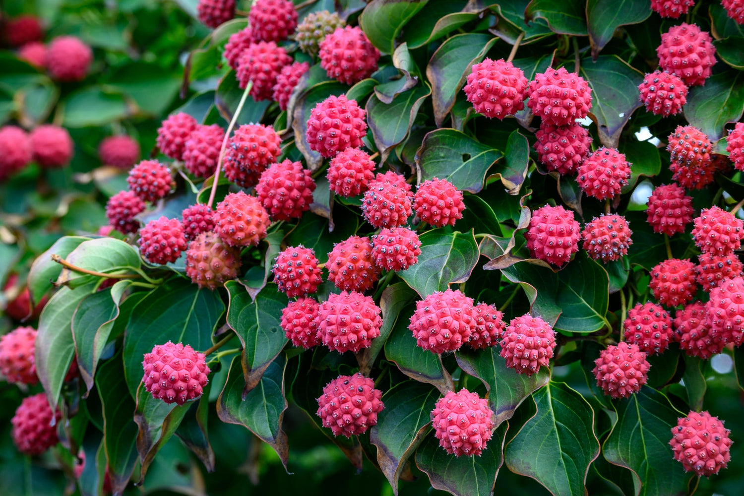 30 Evergreen Dogwood Tree Seeds - Cornus capitata