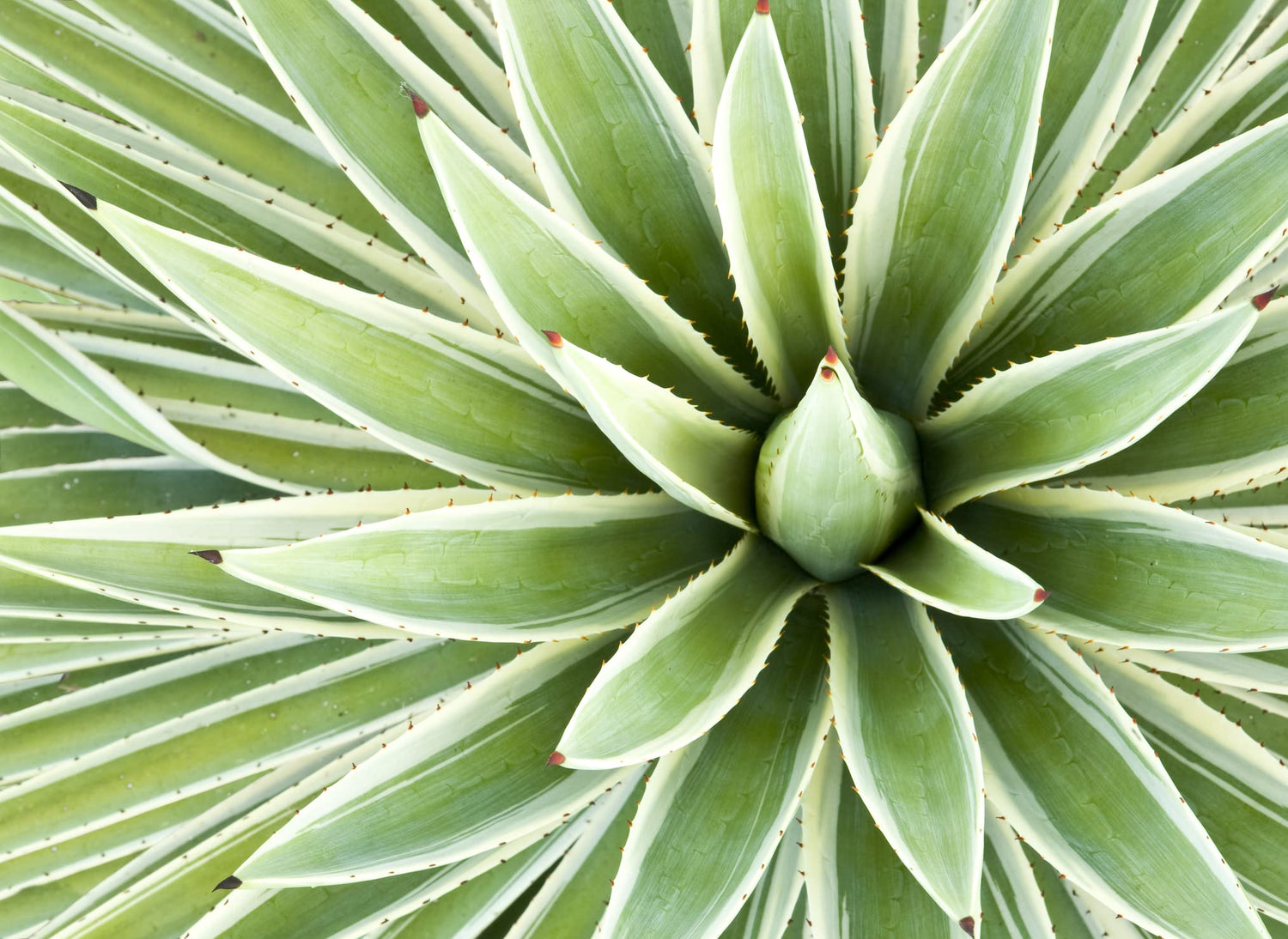 Agave Species Seed Mix for Planting - 10 Seeds - Grow Mixed Species Agave - Ships from Iowa, USA