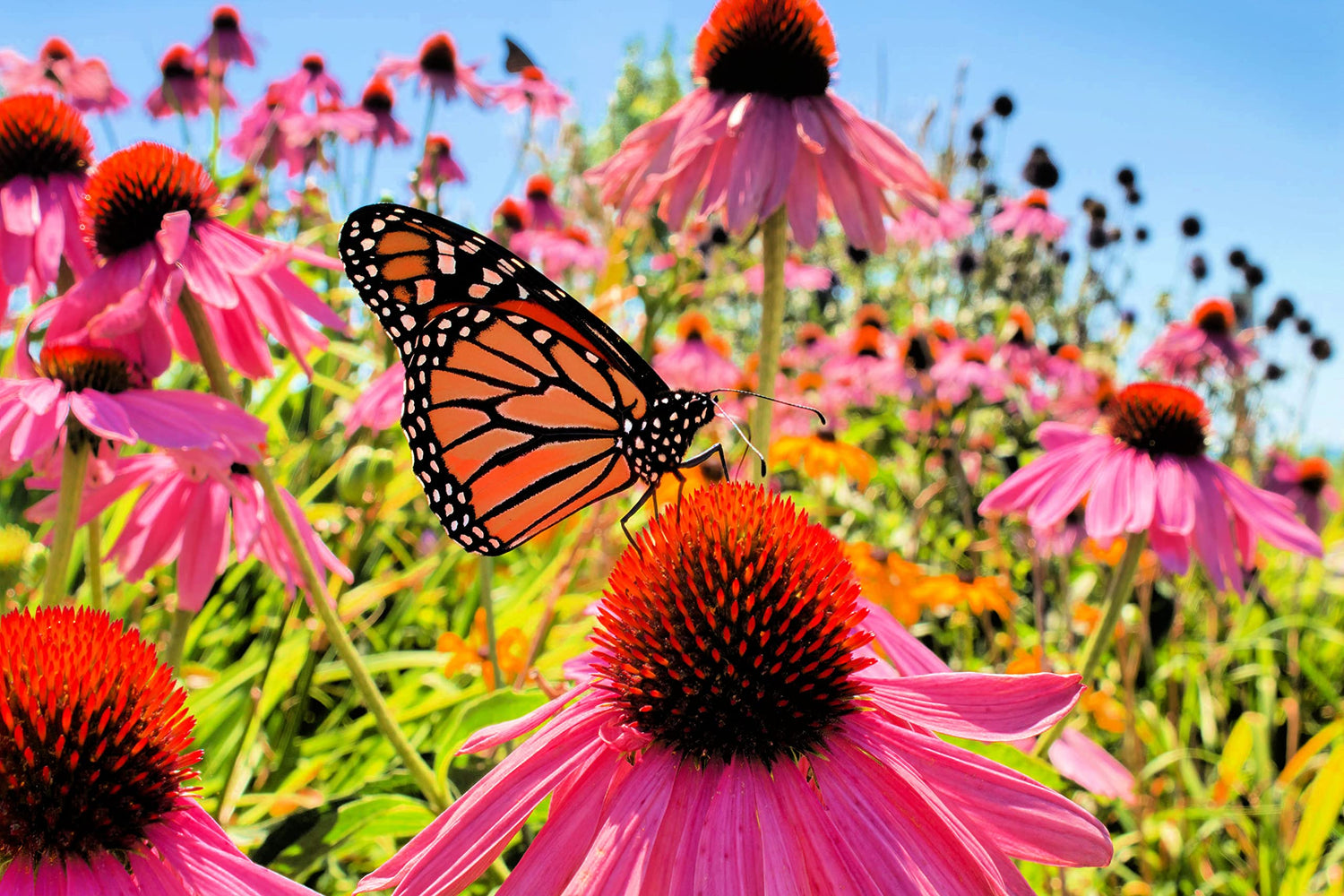 Purple Coneflower Flower Seeds - 500+ Seeds - Made in USA, Ships from Iowa.