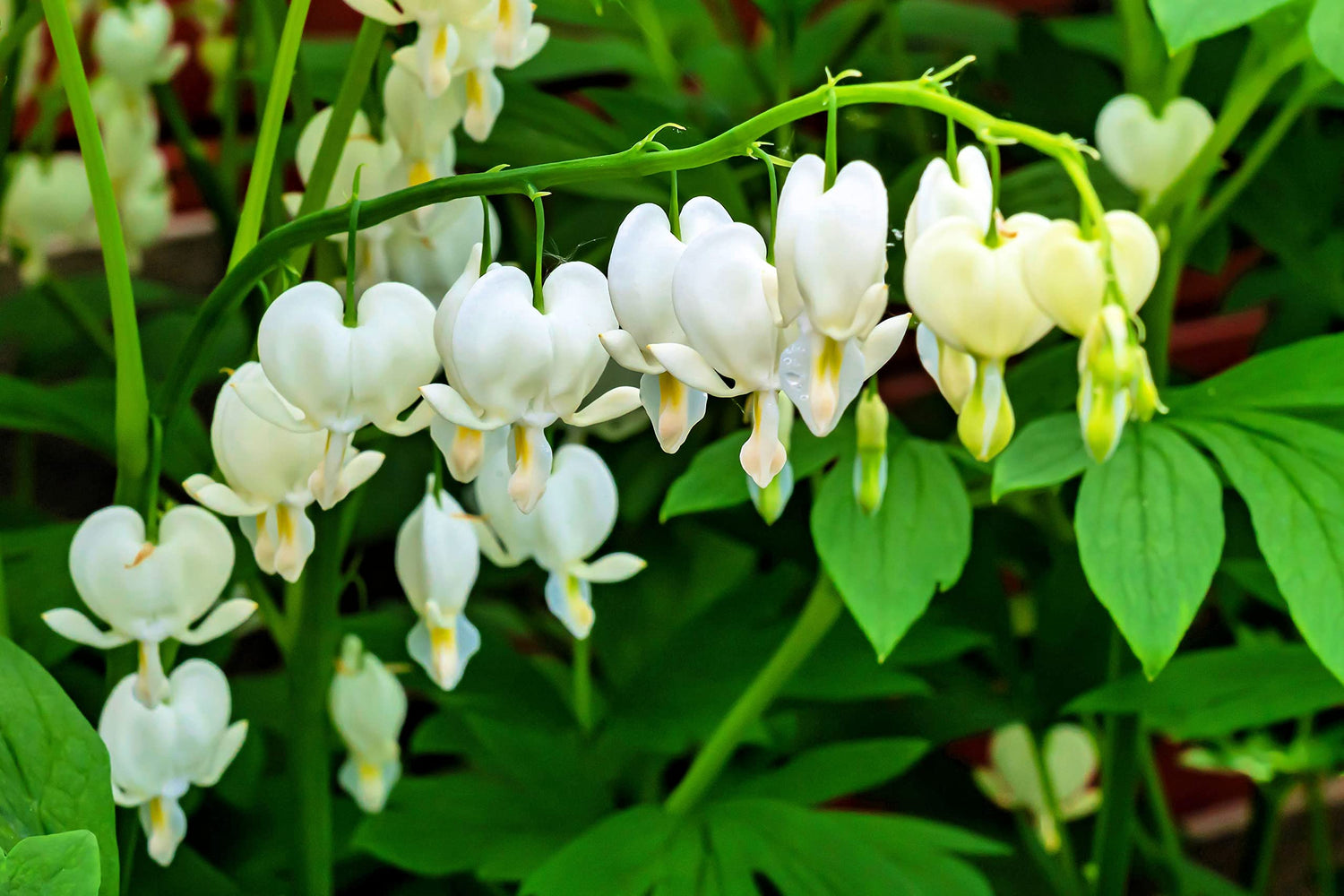 White Bleeding Hearts Plant Bulbs for Planting - Not Seeds, Get Easy to Grow Bulbs - Dicentra spectabilis alba