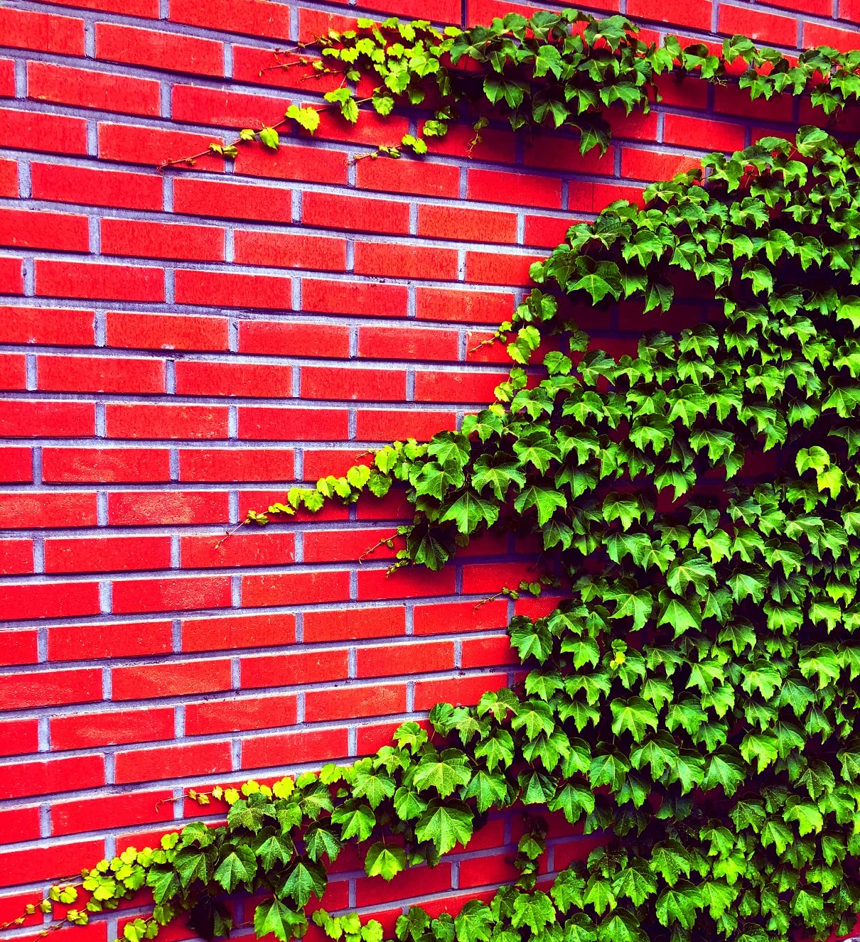50 Boston Ivy Seeds for Planting - Easy to Grow Ivy Vine - Ships from Iowa, USA