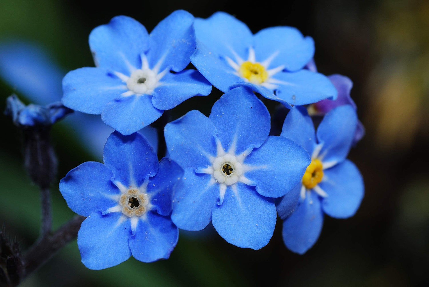 5,000+ Blue Forget Me Not Seeds for Planting | Easy to Grow Wildflower Seeds | Made in USA, Ships from Iowa.