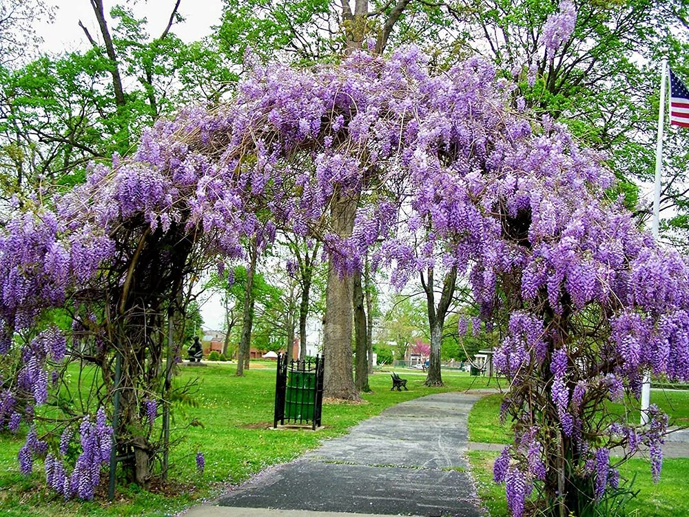 QEBIDVL Wisteria Vine Seeds|Blue Moon Wisteria Vine Seeds|Highly Prized Flowering Bonsai|DIY Gifts Flowering Bonsai Tree Seeds|Spectacular Decoration for Pergola?10pcs?