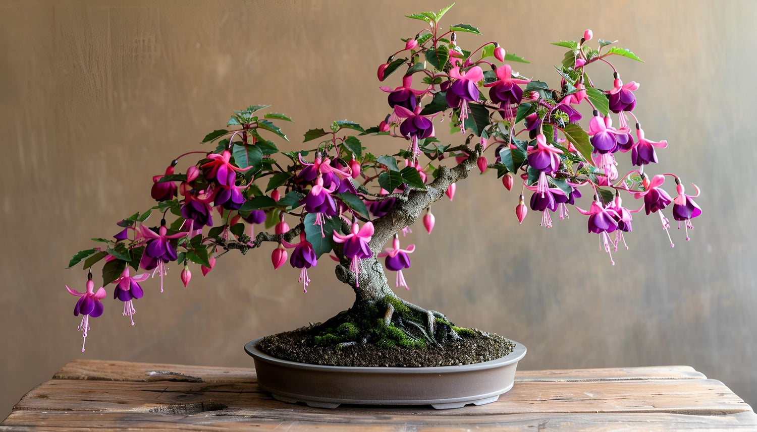 30 Fuchsia Gum Bonsai Tree Seeds for Planting