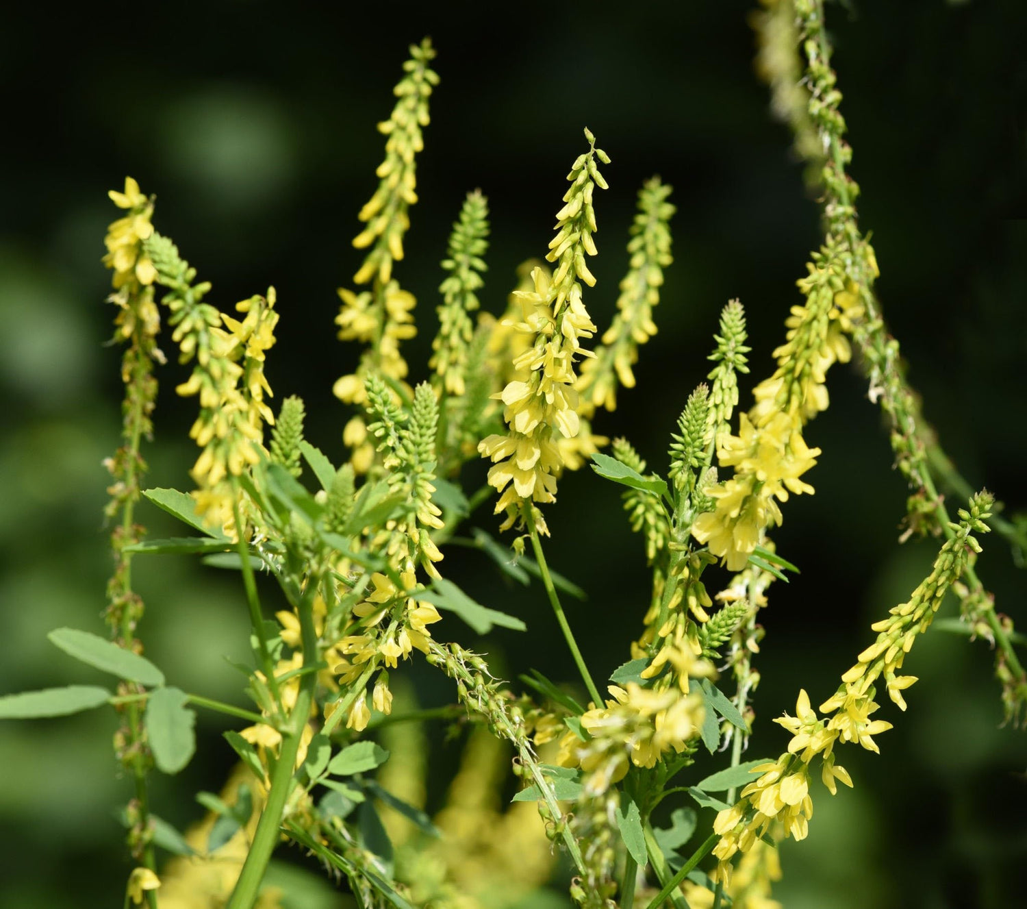 Yellow Sweet Clover Seeds for Planting