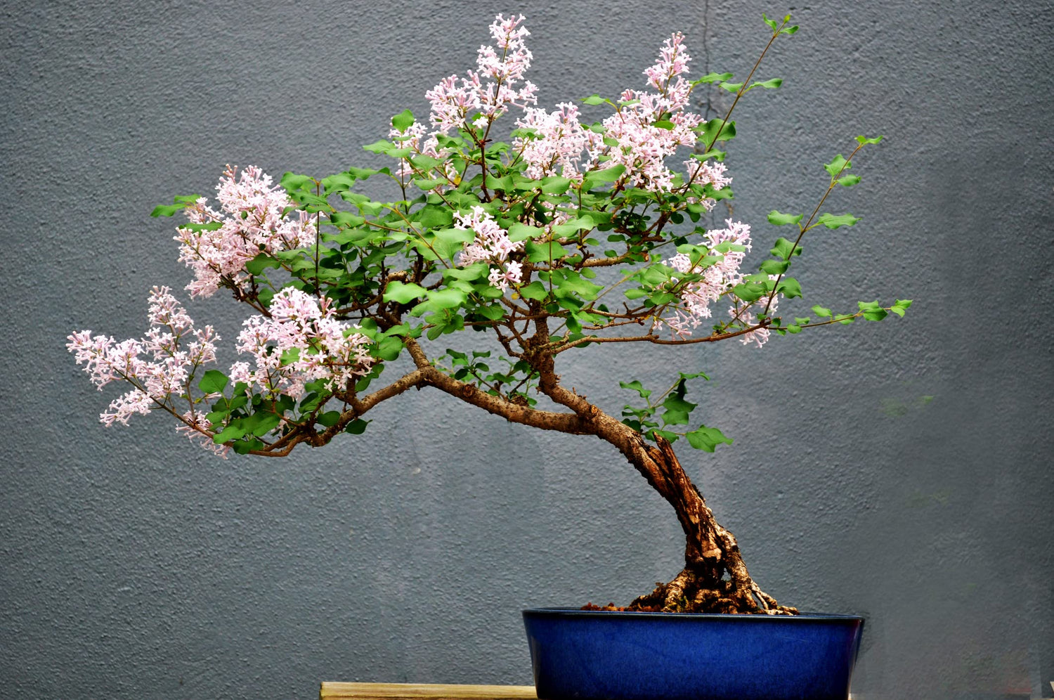 Pink Lilac Bonsai Tree Seeds | 30+ Seeds | Highly Prized for Bonsai, Stunning Pink Blooms