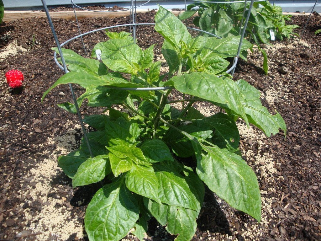 20 GHOST PEPPER SEEDS - WORLDS HOTTEST Naga Bhut Jolokia Cobra Chili Vegetable