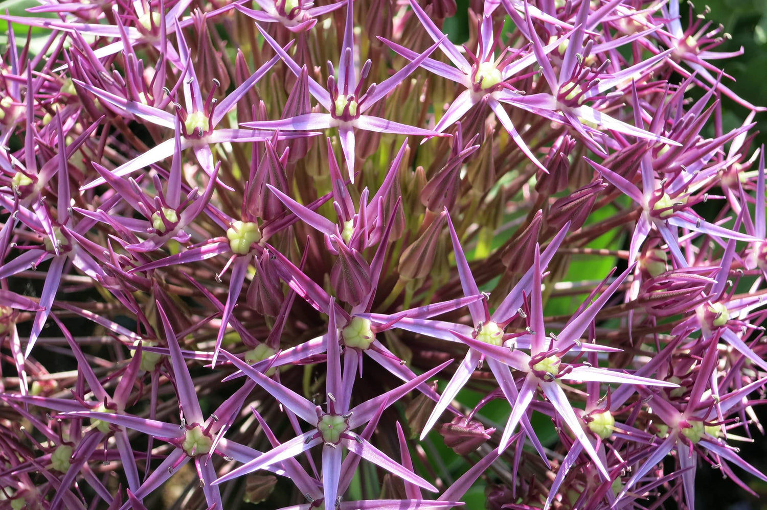 5 Star of Persia Allium Bulbs for Planting - Exotic Albopilosum Allium Bulbs - Ships from Iowa, USA