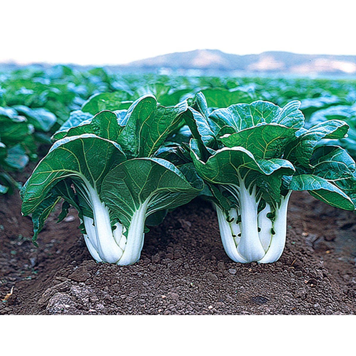 Joi Choi F1 Hybrid Pak Choi Chinese Cabbage Seeds (100 Seeds)