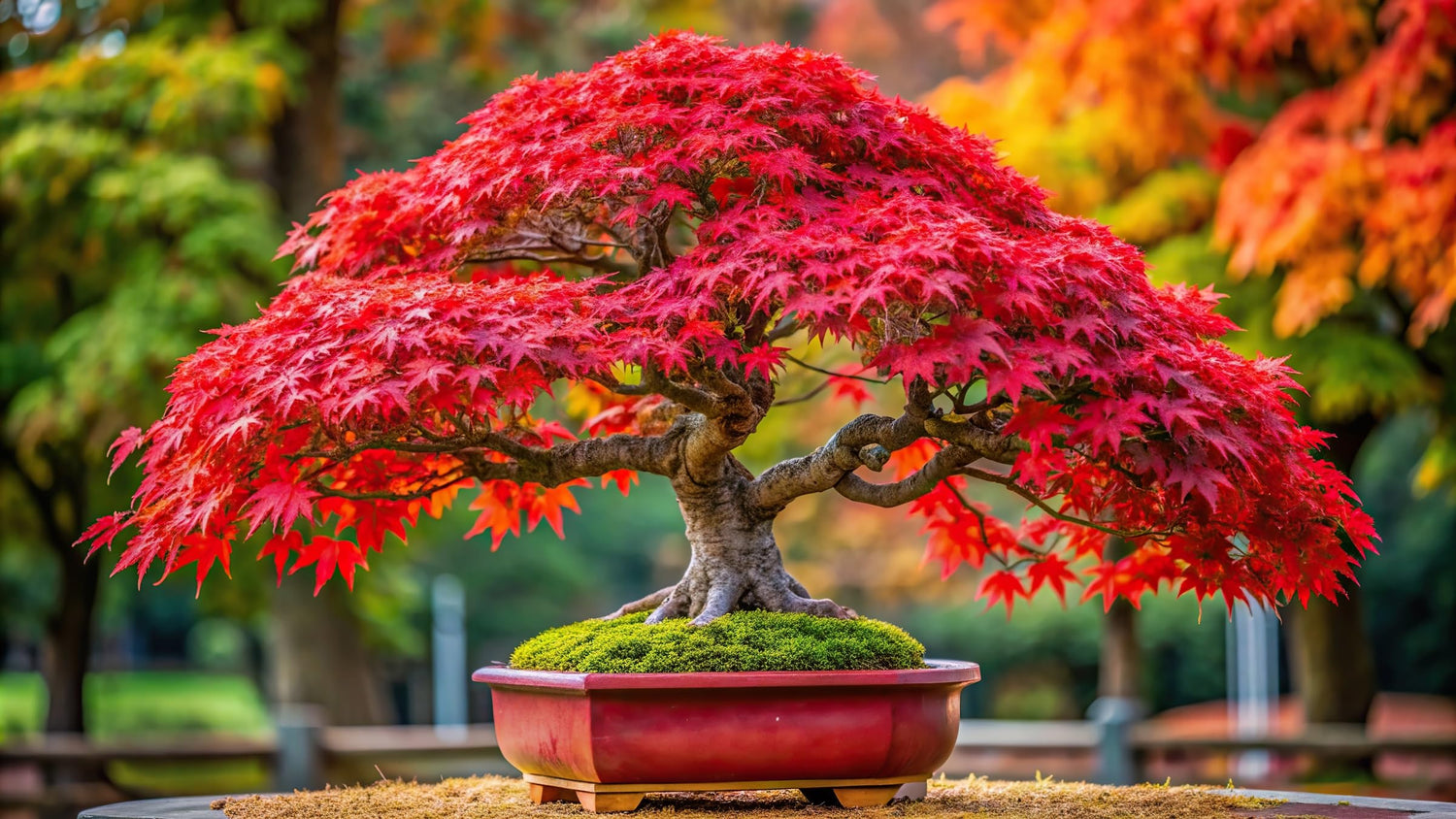 Red Maple Bonsai Tree Seeds for Planting (50 Seeds)