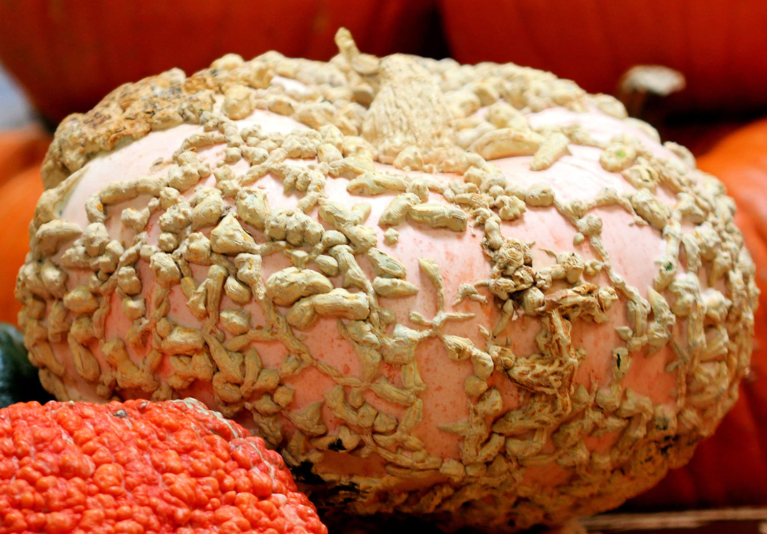 Peanut Pumpkin Seeds for Planting (10 Seeds) - Galeux d'Eysines Pumpkins