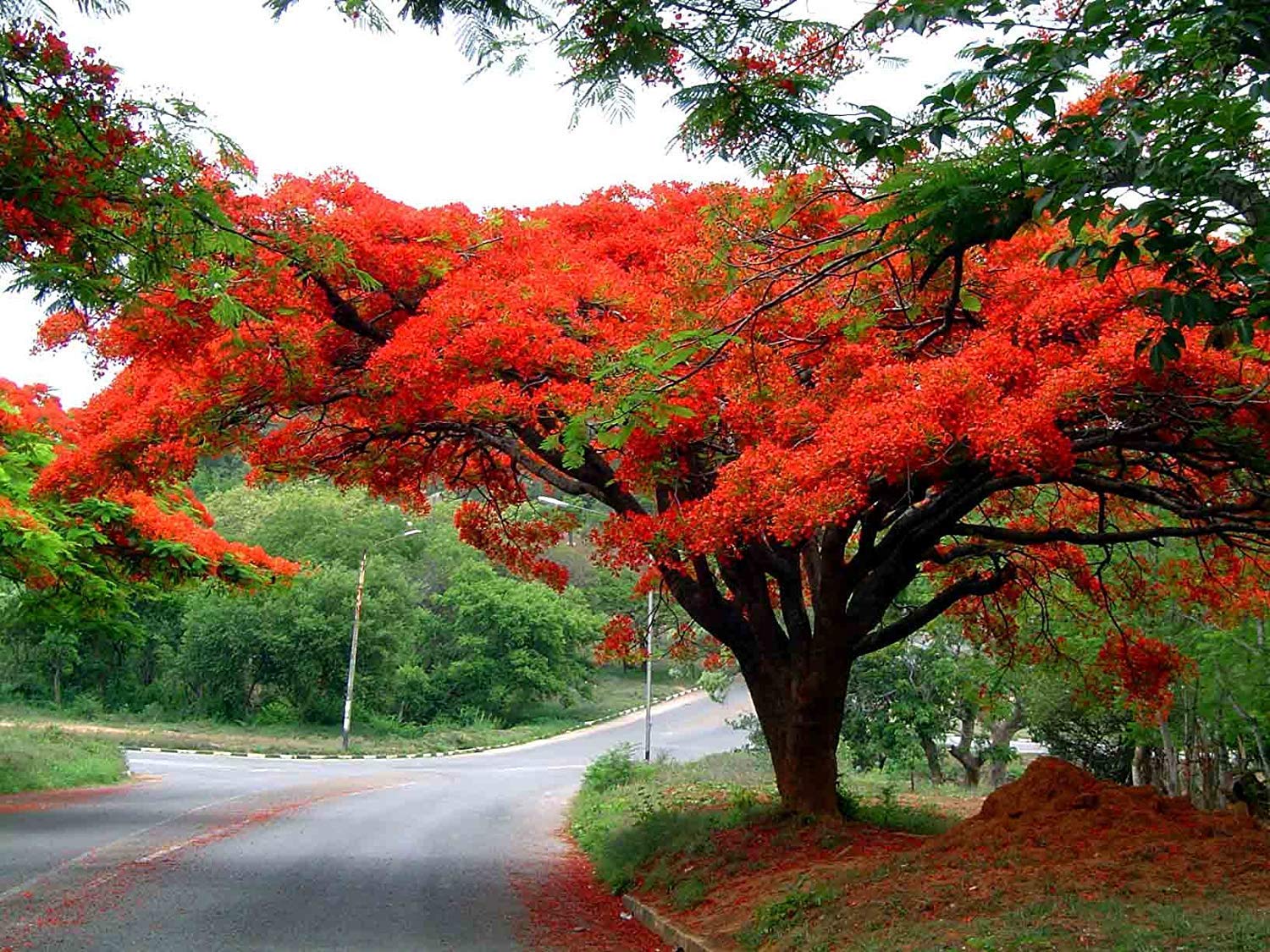 10 Seeds Delonix regia Flamboyant, Royal Poinciana Ornamental Tree