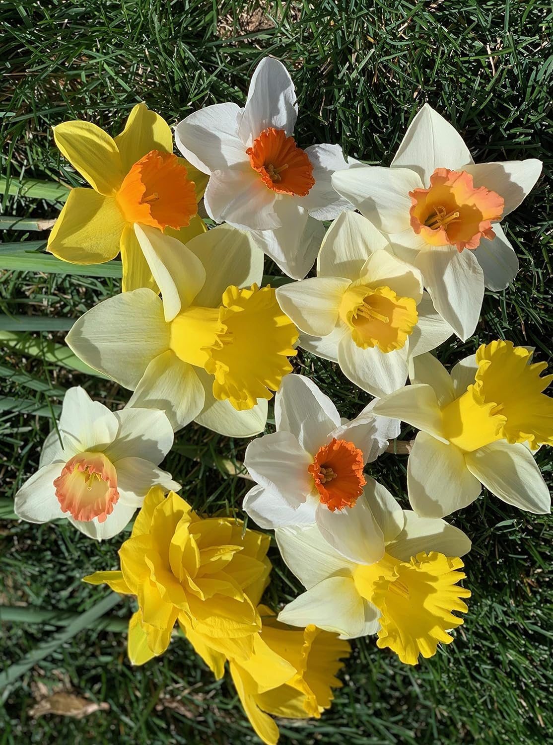 100 Daffodil Mixture - Narcissus Large Cupped Giant Mixture