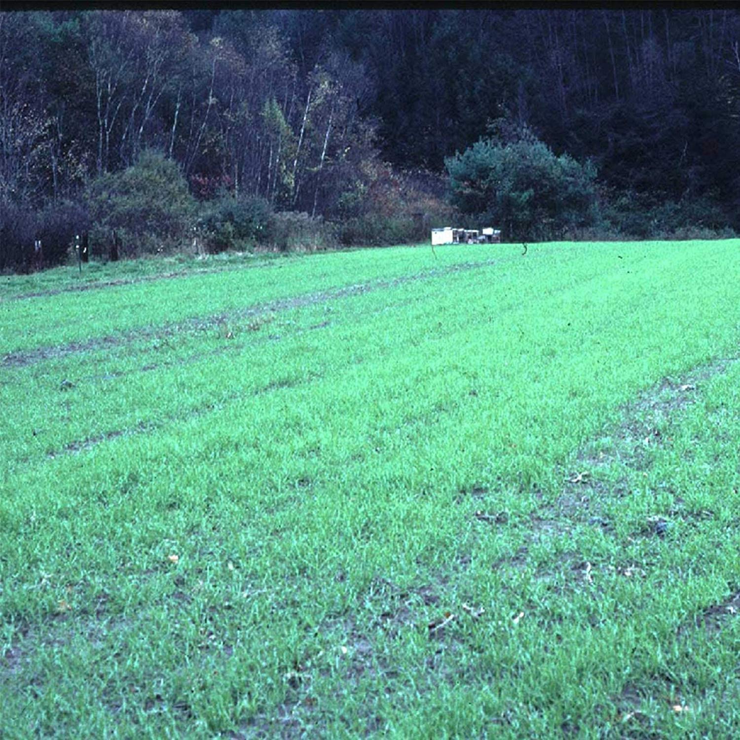 10 Lbs No-Till Winter Rye Cover Crop Seeds - Non-GMO Rye - Deer & Turkey Food Plot Seed - Winter Hardy Cover Crop
