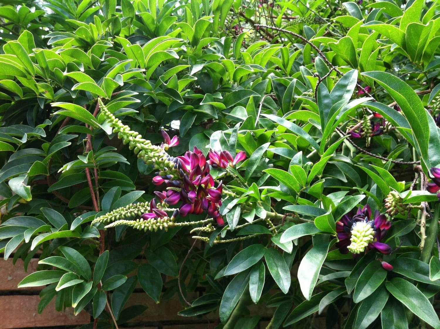 Seeds - 5 Evergreen Wisteria Seeds Bright Pink Vine Climbing Flower Perennial Seed, Flowering Seeds