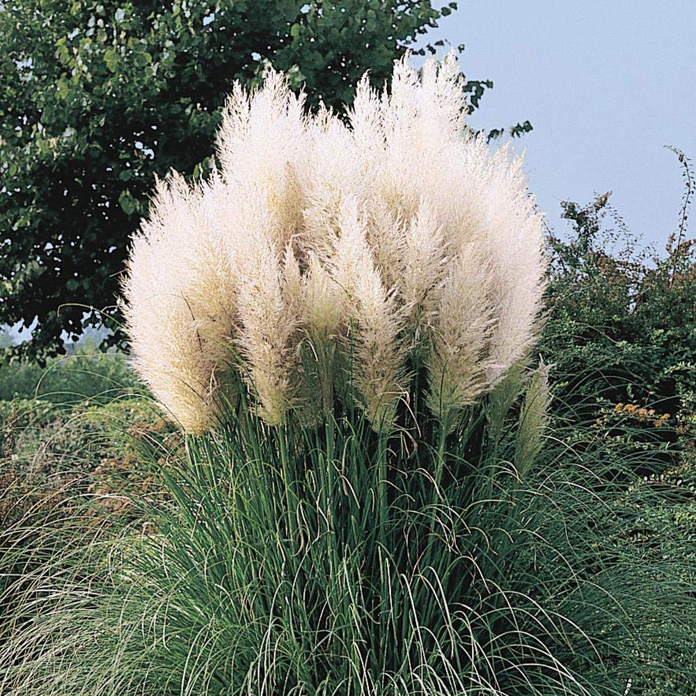 White Pampas Grass 50 Seeds - Cortaderia Selloana Grass Seed, Ornamental Grass Heirloom Flower Seeds, Feathery Blooms Garden Seeds, Flower Seeds for Planting