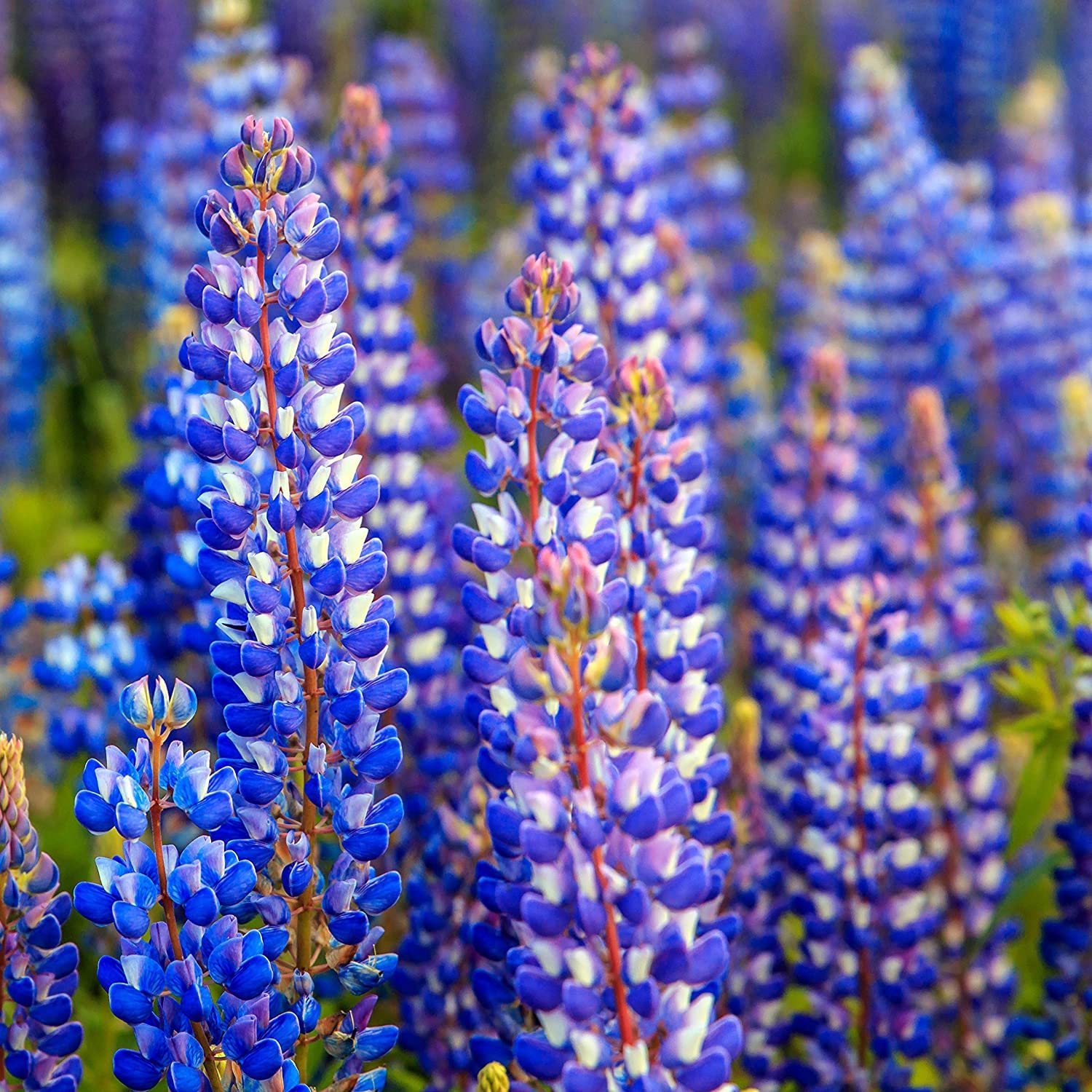Blue Lupine Flower Seeds - 200+ Seeds - Easy to Grow Wildflower