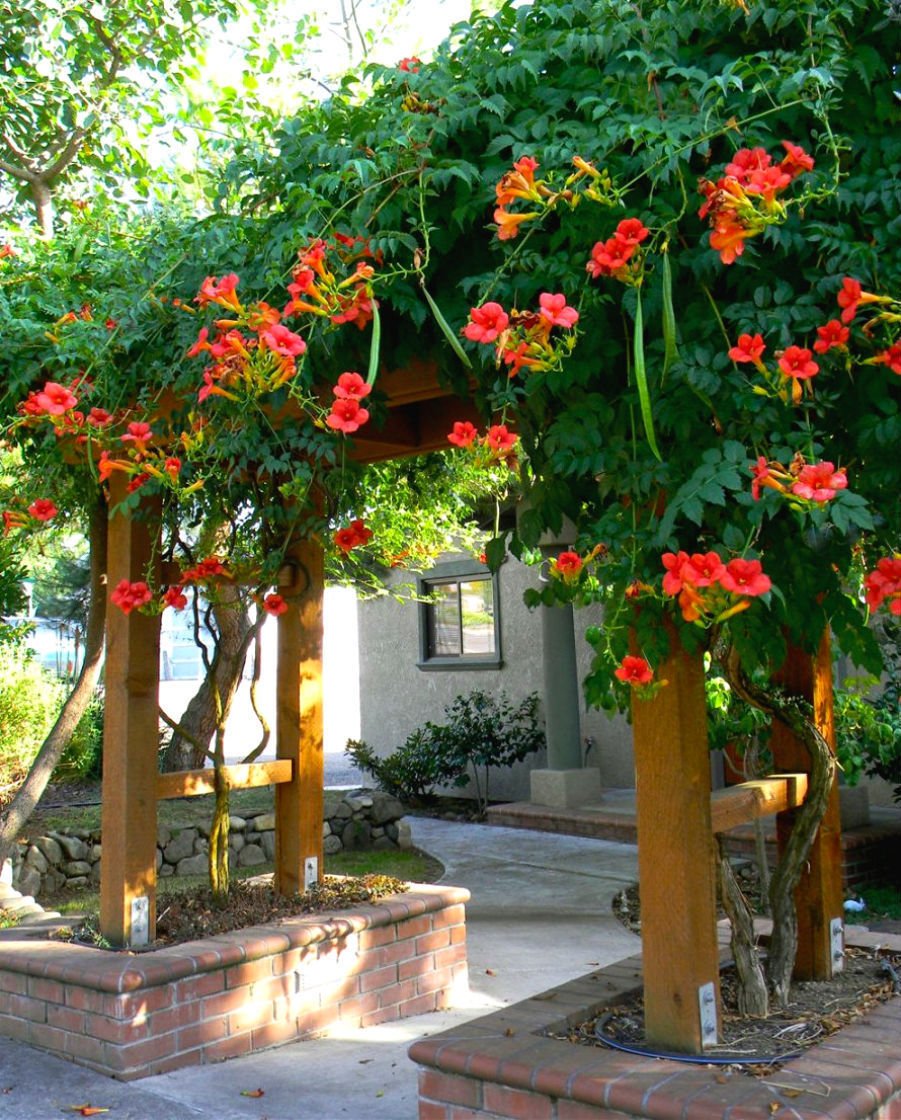 Rare Dark Red Hummingbird Trumpet Vine! HARDY! 20 seeds! Hummingbirds Love It!
