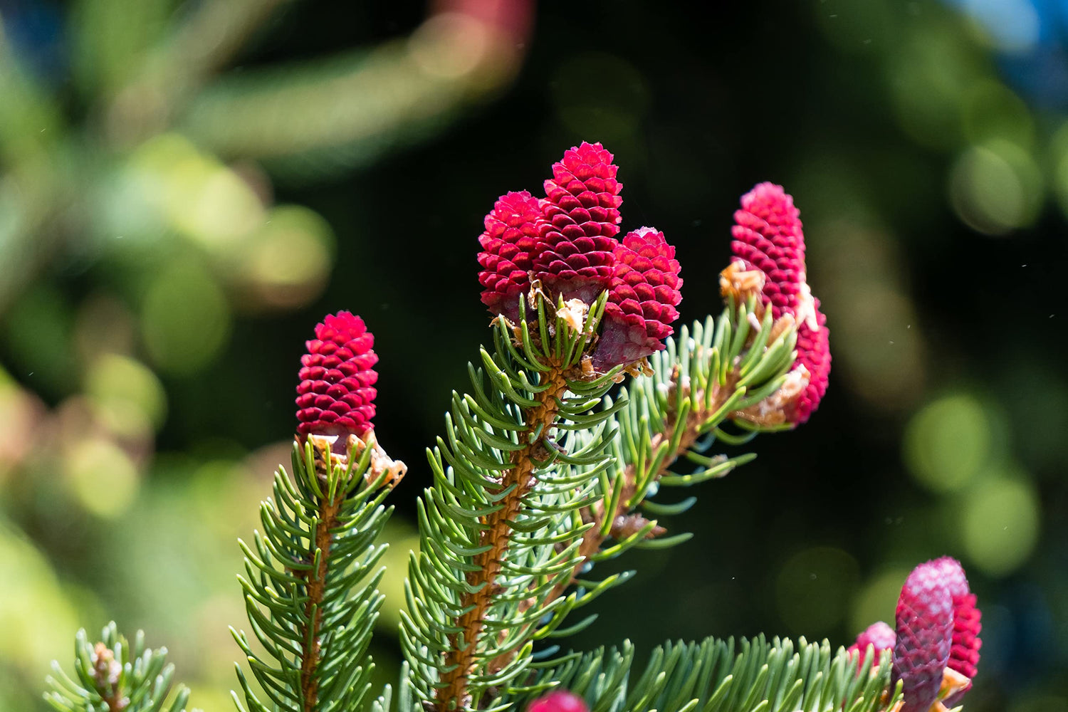 Red Spruce Tree Seeds - 30 Seeds, Ships from Iowa, USA - Picea rubens