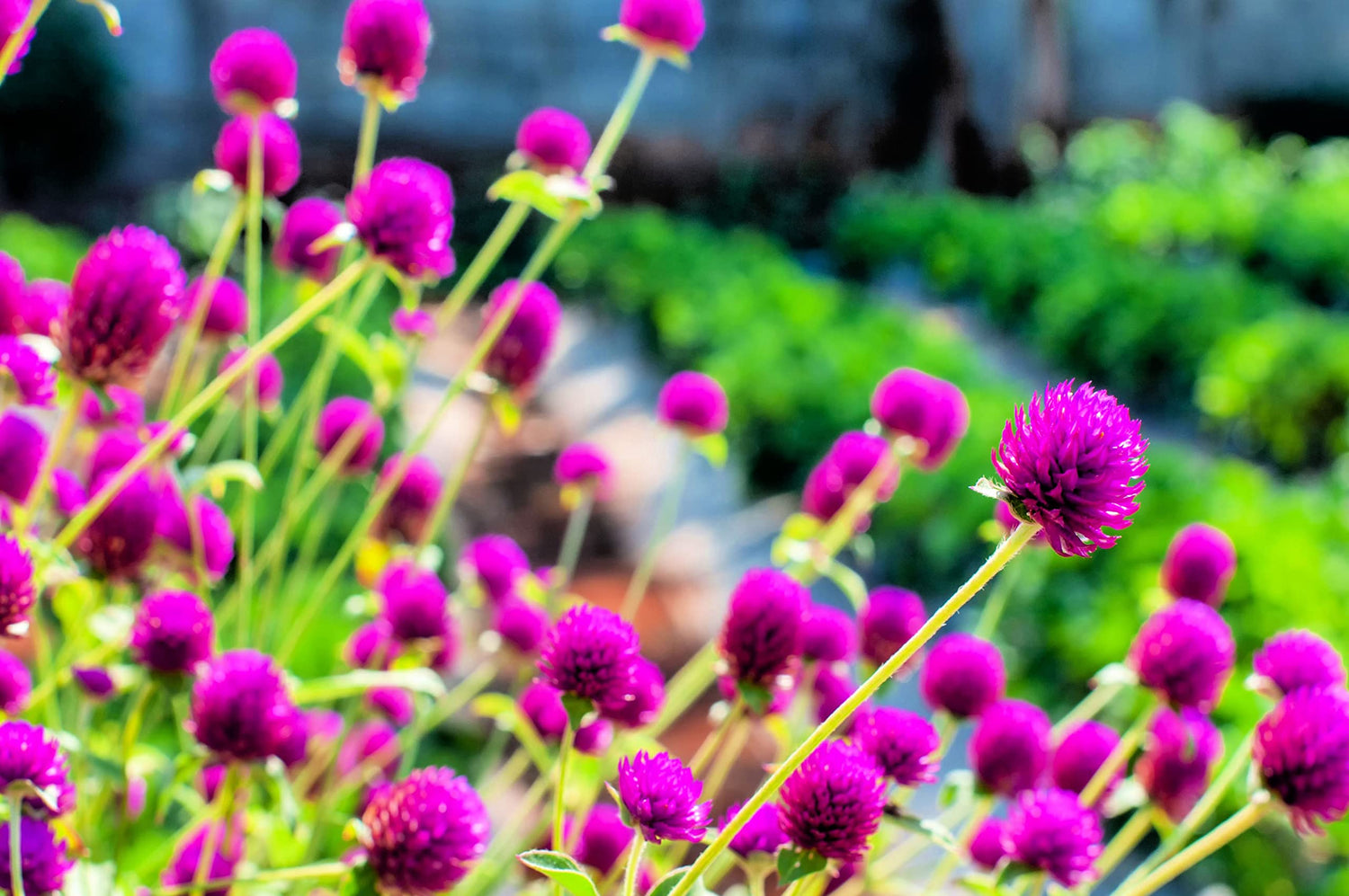 Globe Amaranth Seeds for Planting - Gomphrena (Gomphrena Globosa Purple) - Stunning Purple Flowers
