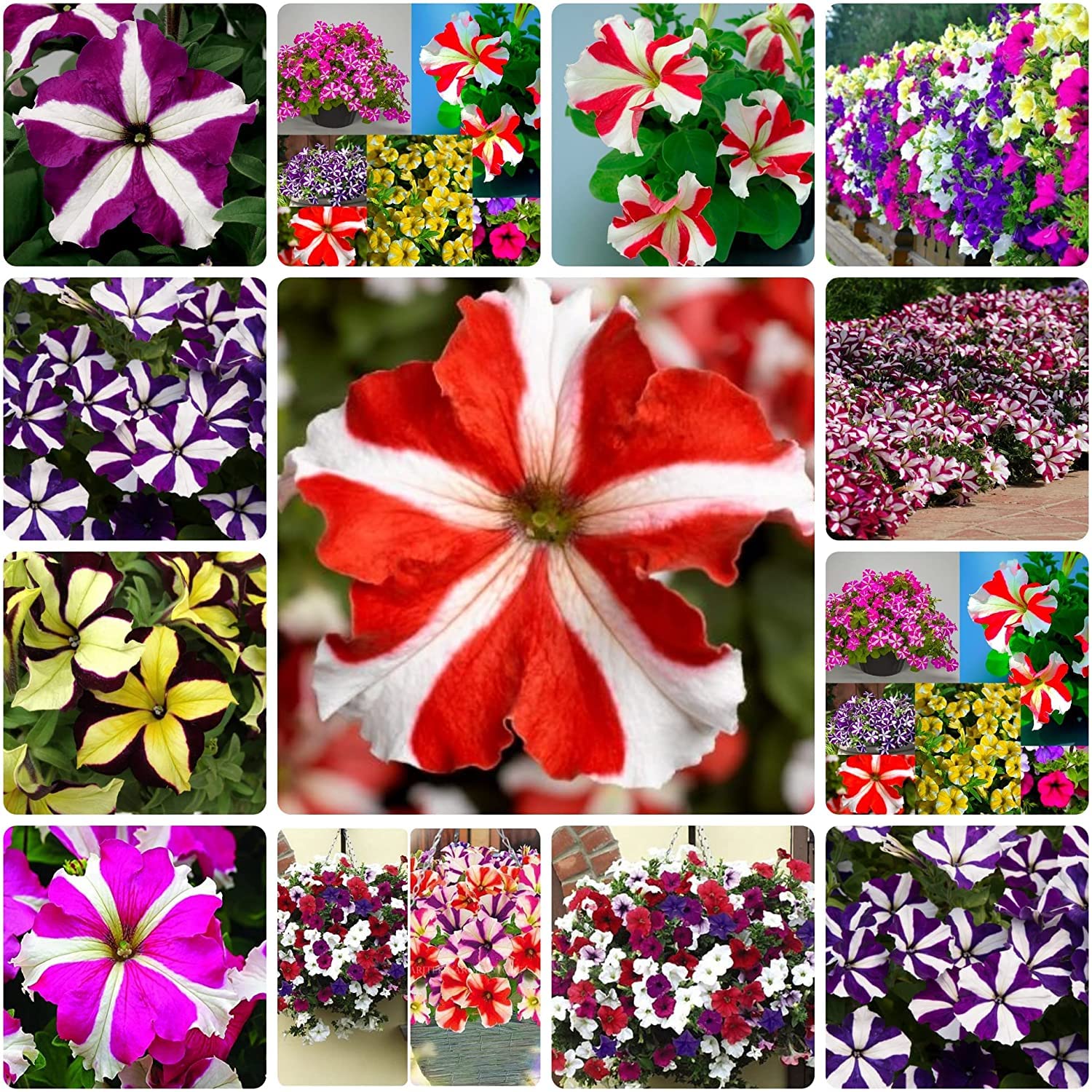 Mixed Petunia Flower Seeds for Planting | 100 Seeds | Non-GMO | Rare Seeds for Planting Home Garden, Seeds, Gardeners Choice!