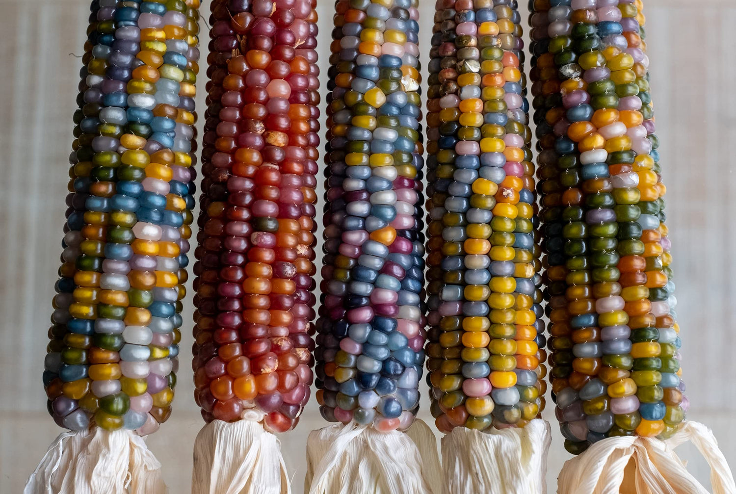 5 Ears of Glass Gem Indian Corn with Husks Attached - Stunning Translucent Kernels, Great for Decor. (5) 4-6 inch Ears