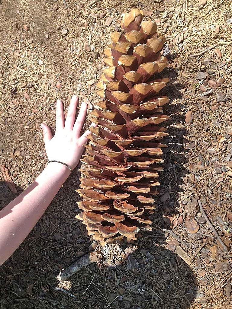 10 Giant Sugar Pine Tree Seeds for Planting - Produces The Largest Pine Cones on The Planet