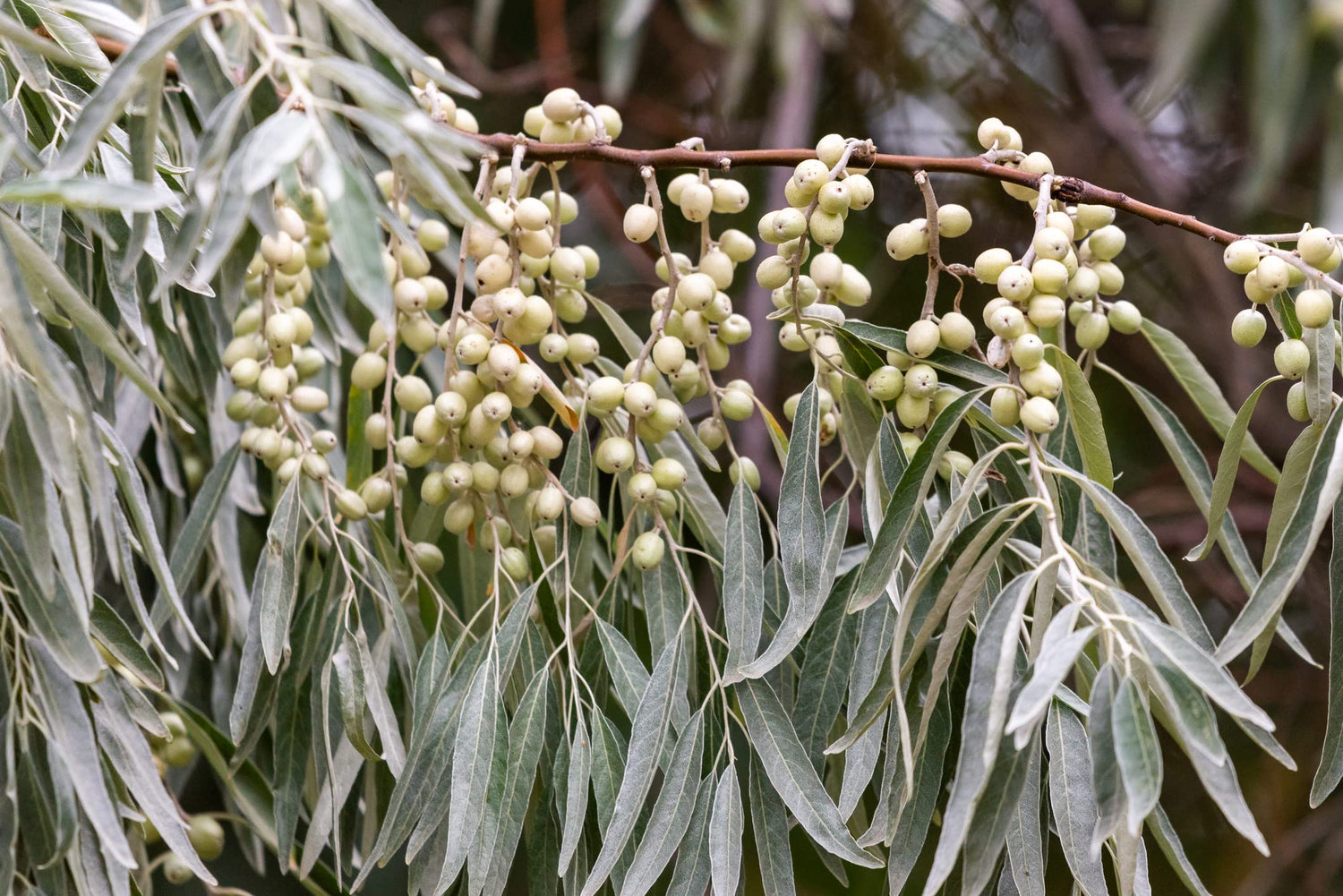 American Silverberry Bush Seeds for Planting (5 Rare Seeds) - Elaeagnus commutata